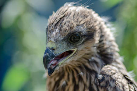 close up photo of a hawk. Portrait of a young kite with the remains of youthful downの写真素材