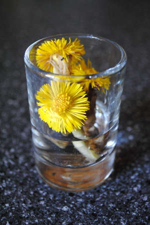 Small yellow primroses in a glassの写真素材
