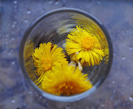 small yellow primroses in a glass, top viewの写真素材
