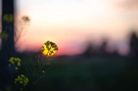 Blurred background with a field grass and sunsetの写真素材
