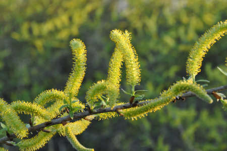 Flowering willow branch on the background of water