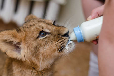 a lion cub drinks milk from a baby bottleの写真素材