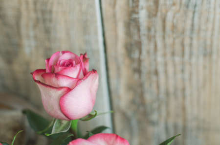 White and pink roses on the background of boards. place under the textの写真素材