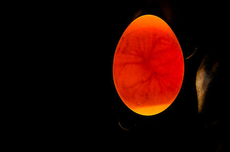 Eggs are candled to observe the development of the embryo. The air pocket and veins are clearly visible inside the egg.の写真素材