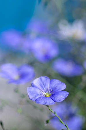 Close-up of periwinkle flowers. Blurry backgroundの写真素材