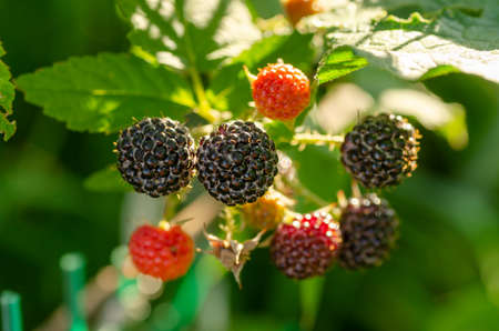Fresh Berry Blackberry With Green Leaves On blurred Background.