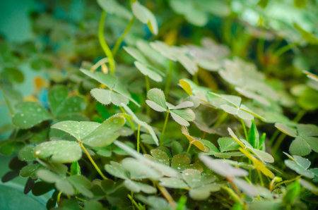 nature background with clover leavesの写真素材