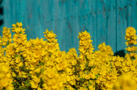 Lysimachia vulgaris yellow flowers against a blue wooden fence.の写真素材