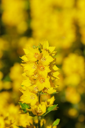 Lysimachia vulgaris yellow flowers close up.の写真素材