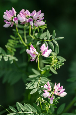 Vertical background with meadow clover colors.の写真素材