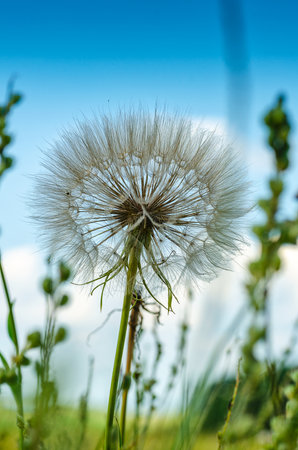 Fluffy dandelion against the sky. close-up.の写真素材