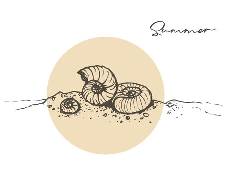 Amonymites in the sand, ink vector sketchのイラスト素材