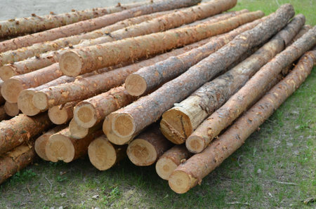 Pine logs lie on the grassの写真素材