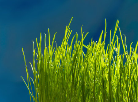 Green grass. Shallow depth of field.の写真素材