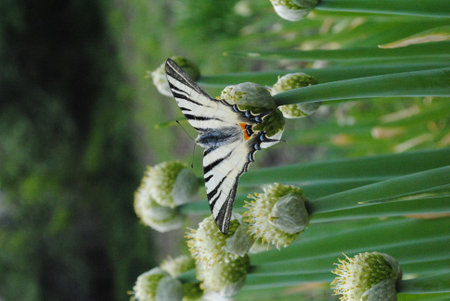 Papilio machaon butterfly on onion flower in garden.の写真素材