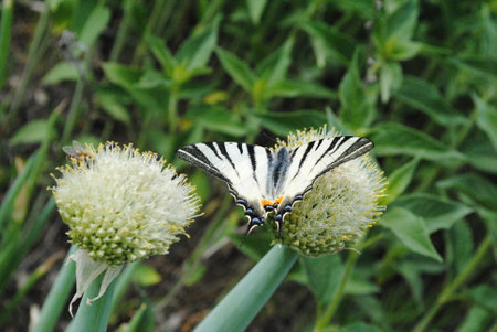 Papilio machaon butterfly on onion flower in gardenの写真素材