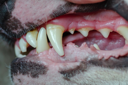 Closeup of a dogs teeth and mouth with toothacheの写真素材