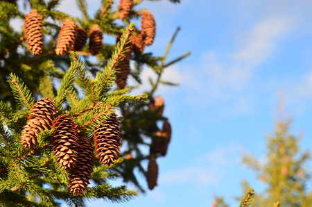 Fir tree branch with cones on blue sky background, closeup