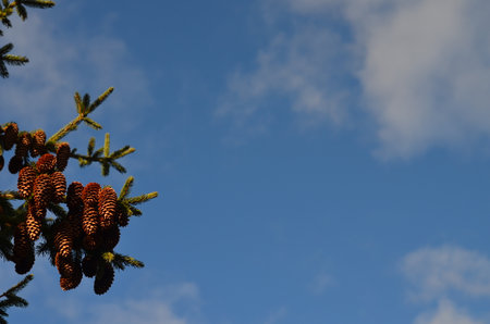 Pine cones on a blue sky background. Selective focus.の写真素材
