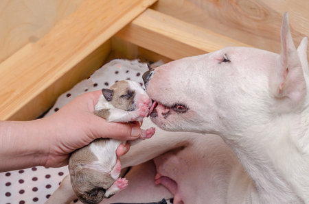 Bull Terrier puppy with mother in a wooden box, close upの写真素材