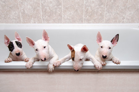 Four miniature bull terrier puppies in a bathtub looking at the cameraの写真素材