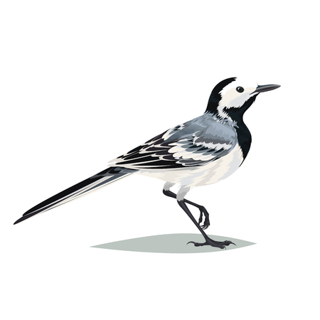 Realistic bird Wagtail isolated on a white background. Vector illustration of realistic bird Wagtail for your journal article or encyclopedia.のイラスト素材