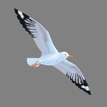 Realistic bird Seagull isolated on a grey background. Vector illustration of European Herring Gull.のイラスト素材