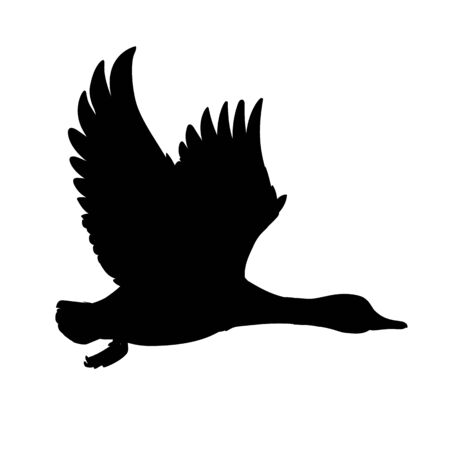 Wild Duck flying. Drake. Vector illustration of black silhouette of bird Mallard isolated on a white background for your design. Duck hunting. Shape.のイラスト素材