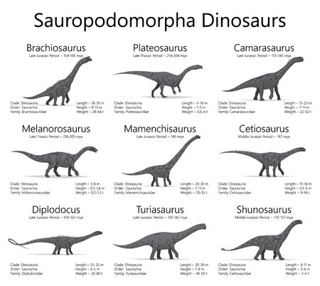 Sauropodomorpha dinosaurs. Monochrome vector illustration of dinosaurs isolated on white background. Set of ancient creatures with information of size, weigh, classification and period of living.のイラスト素材