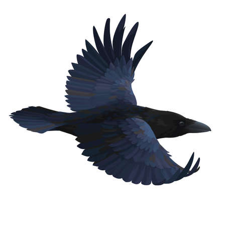 Realistic raven flying. Colorful vector illustration of smart bird Corvus Corax in hand drawn realistic style isolated on white background. Element for your design, print, decoration.のイラスト素材