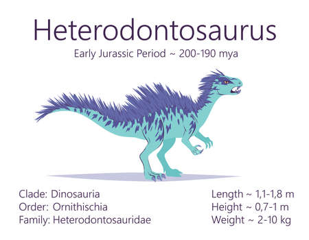 Heterodontosaurus. Ornithischian dinosaur. Colorful vector illustration of prehistoric creature heterodontosaurus and description of characteristics and period of life isolated on white background.のイラスト素材