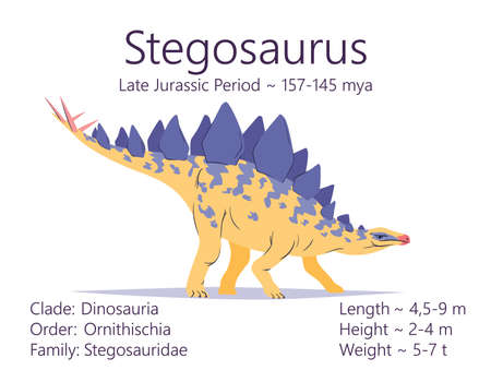 Stegosaurus. Ornithischian dinosaur. Colorful vector illustration of prehistoric creature stegosaurus and description of characteristics and period of life isolated on white background. Fossil dino.のイラスト素材