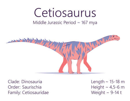 Cetiosaurus. Sauropodomorpha dinosaur. Colorful vector illustration of prehistoric creature cetiosaurus and description of characteristics and period of life isolated on white background. Fossil dino.のイラスト素材