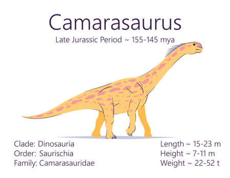 Camarasaurus. Sauropodomorpha dinosaur. Colorful vector illustration of prehistoric creature camarasaurus and description of characteristics, period of life isolated on white background. Fossil dino.のイラスト素材