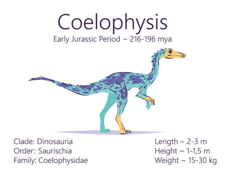 Coelophysis. Theropoda dinosaur. Colorful vector illustration of prehistoric creature coelophysis and description of characteristics and period of life isolated on white background. Fossil dino.のイラスト素材