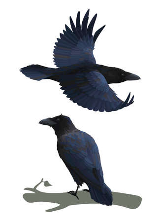 Realistic raven flying and sitting on a branch. Colorful vector illustration of smart bird Corvus Corax in hand drawn realistic style isolated on white background. Element for your design, print.のイラスト素材