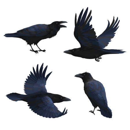 Set of realistic ravens flying and sitting. Vector illustration of smart birds Corvus Corax in hand drawn realistic style isolated on white background. Northern Raven with black feathers.のイラスト素材