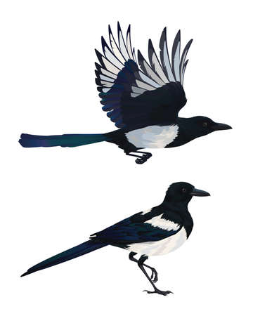 Realistic magpie flying and sitting. Colorful vector illustration of intelligent bird Eurasian Magpie in hand drawn realistic style isolated on white background. Element for your design, print.のイラスト素材