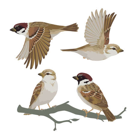 Set of realistic sparrows flying and sitting on branch. Vector illustration of little birds sparrows in hand drawn realistic style isolated on white background. Element for your design, print.のイラスト素材
