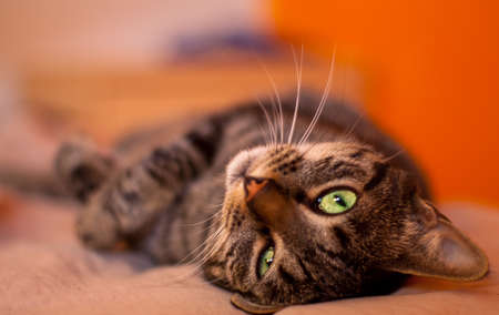 Cat eyesの写真素材