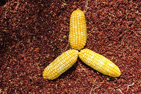 Three corn cob lie on millet