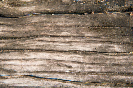 wood texture to use as background from thai nature.の写真素材