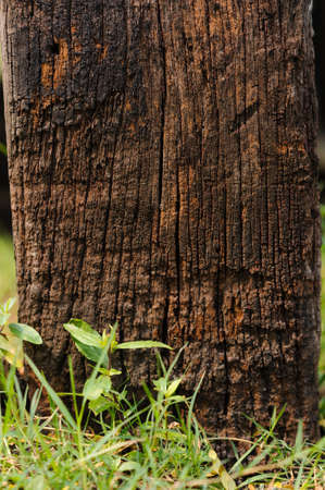 Old wood pole stand on the groundの写真素材