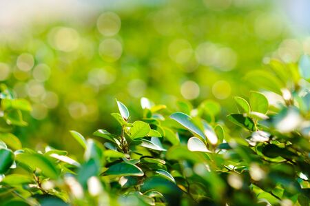 Tree leaves with bokeh brackground in greenの写真素材