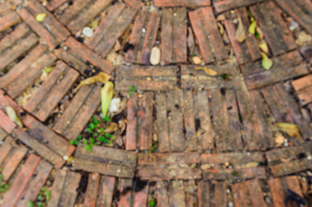 Plant and leaf on old red brick floor