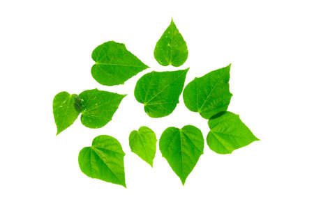 fresh heart shape leaf isolate on whiteの写真素材