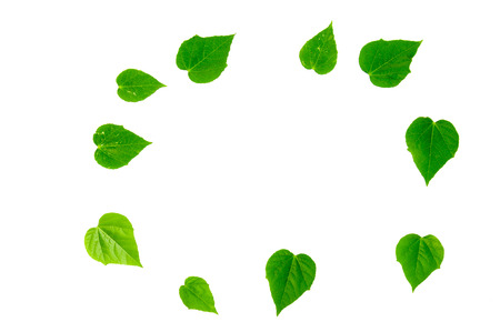 fresh heart shape leaf isolate on whiteの写真素材