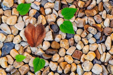Heart shape leaf on  small size stone backgroundの写真素材