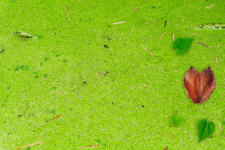 Heart shape leaf on Small green algea cover the water backgroundの写真素材