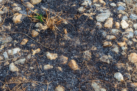 Small plan growing on the ash after grass burnの写真素材